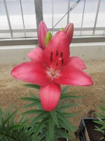 [4092 Cecina DJ No302.JPG]